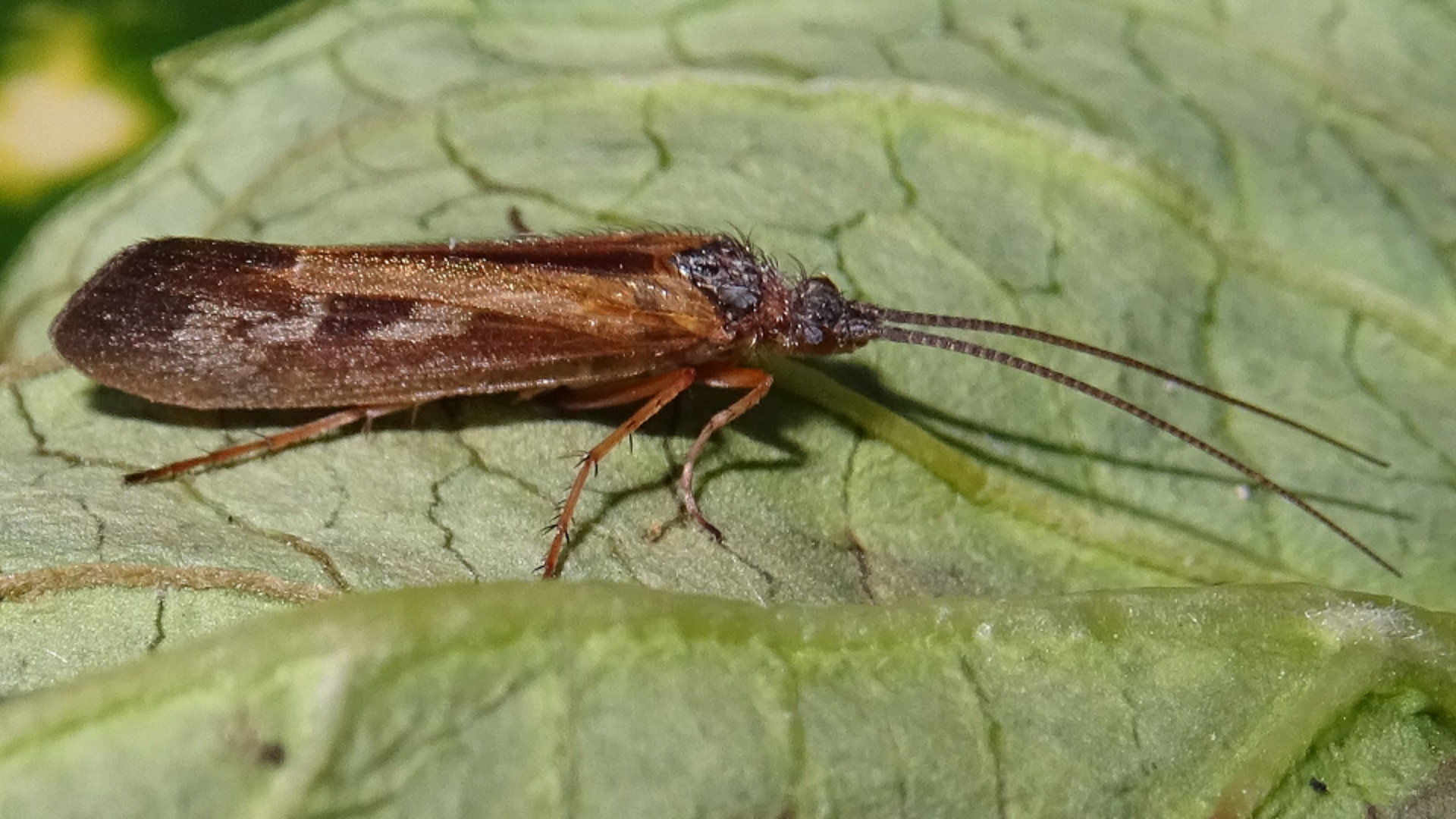 Limnephilus auricula 