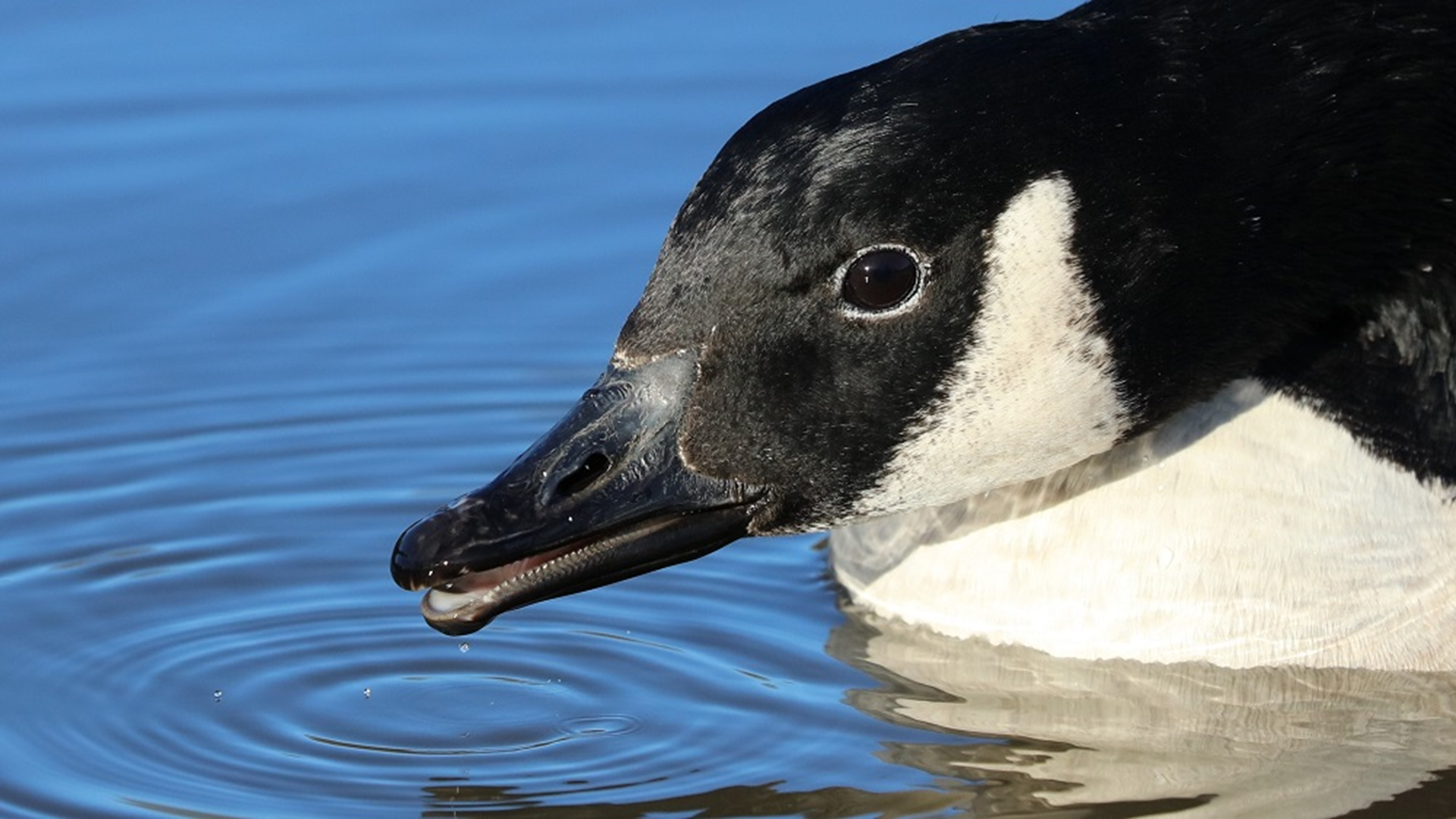 Canada Goose
Branta canadensis