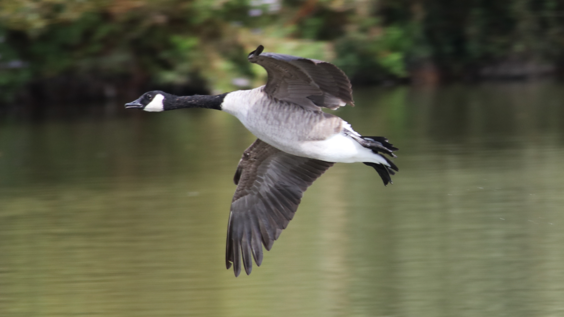 Canada Goose
Branta Canadensis
