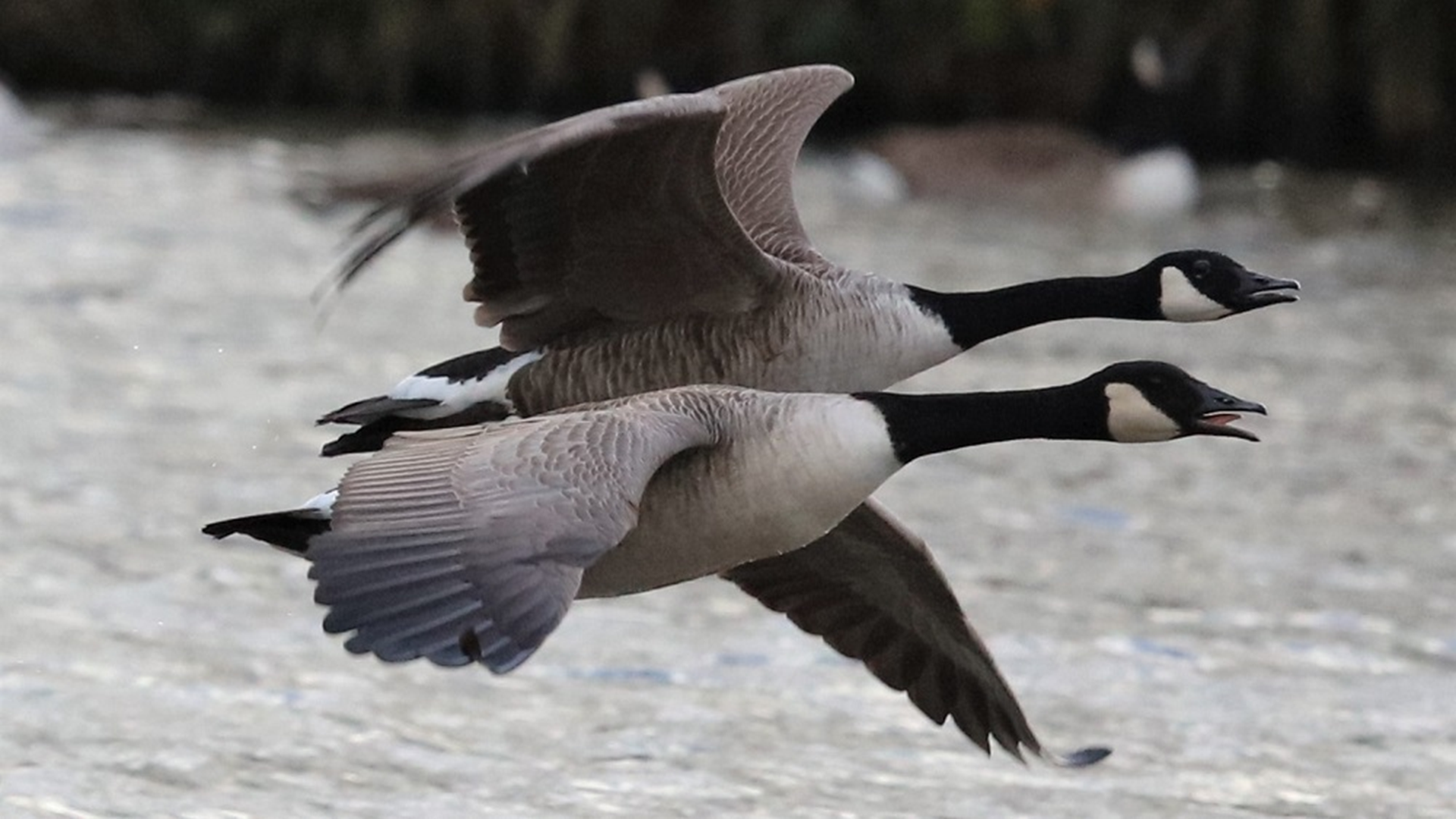 Canada Goose
Branta canadensis