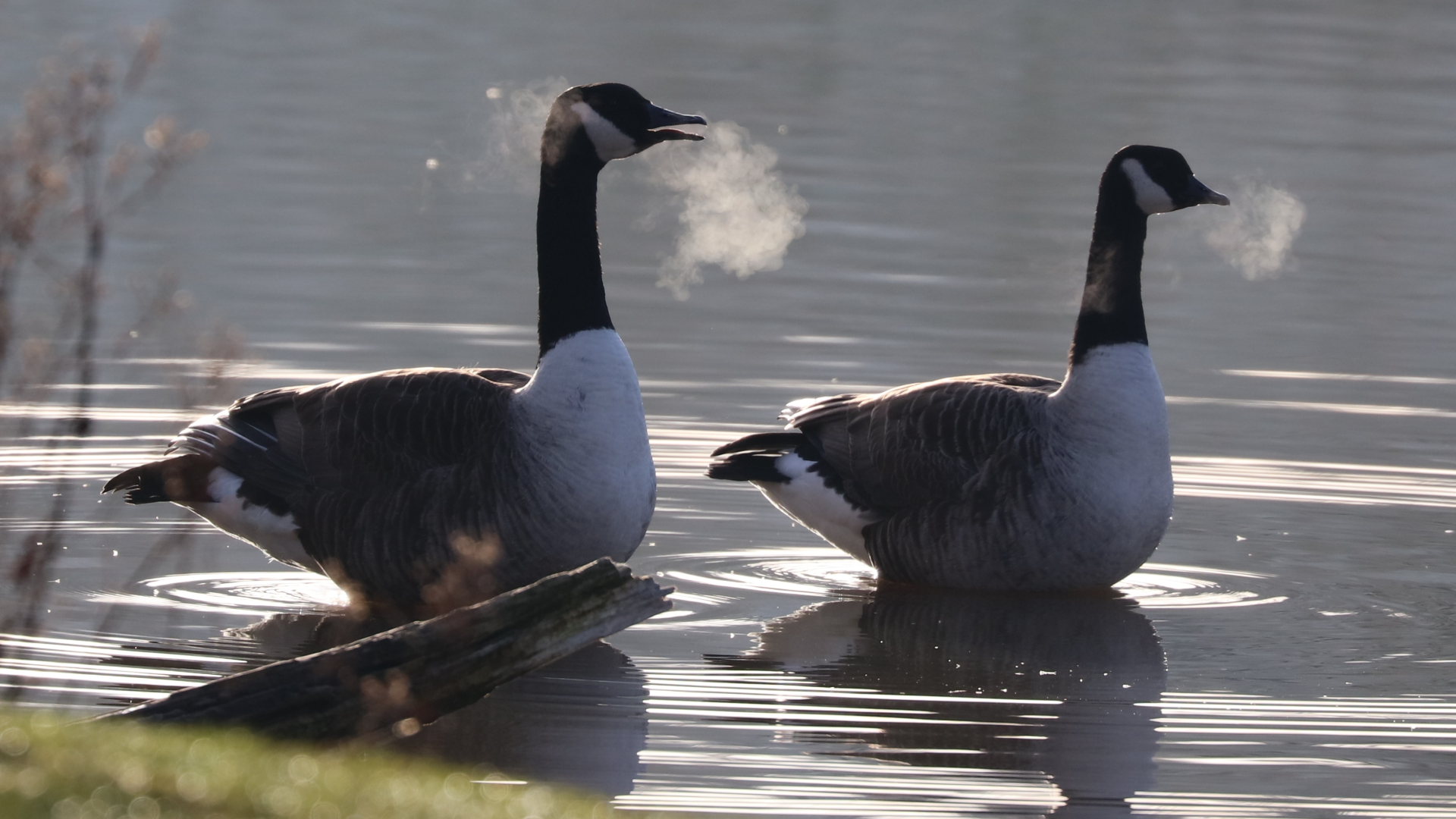 Canada Goose
Branta canadensis