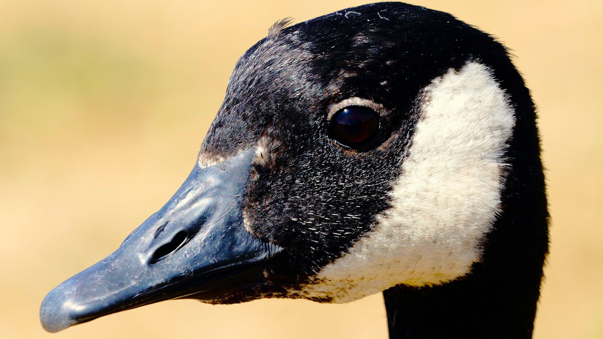 Canada Goose
Branta canadensis