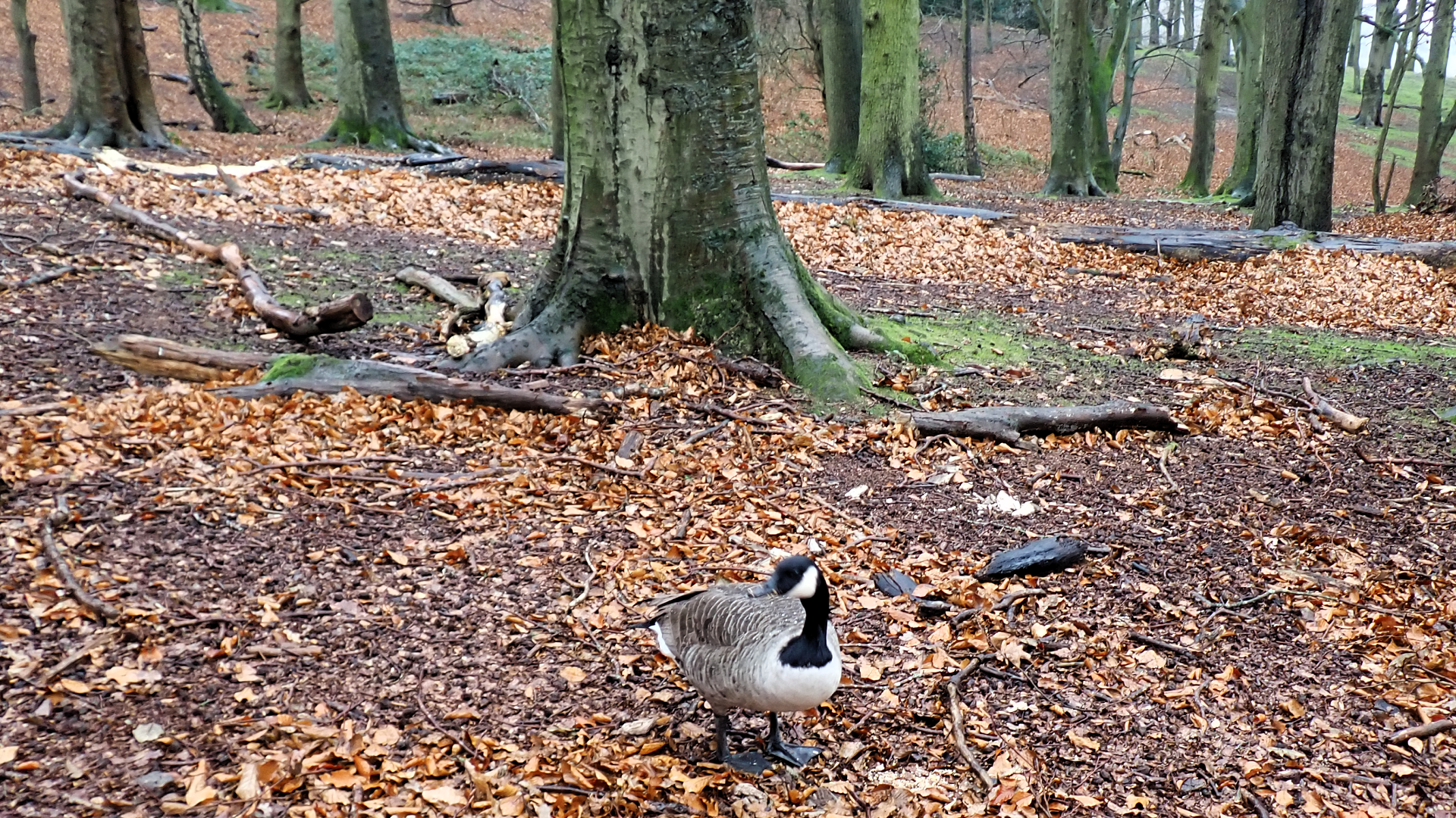 Canada Goose