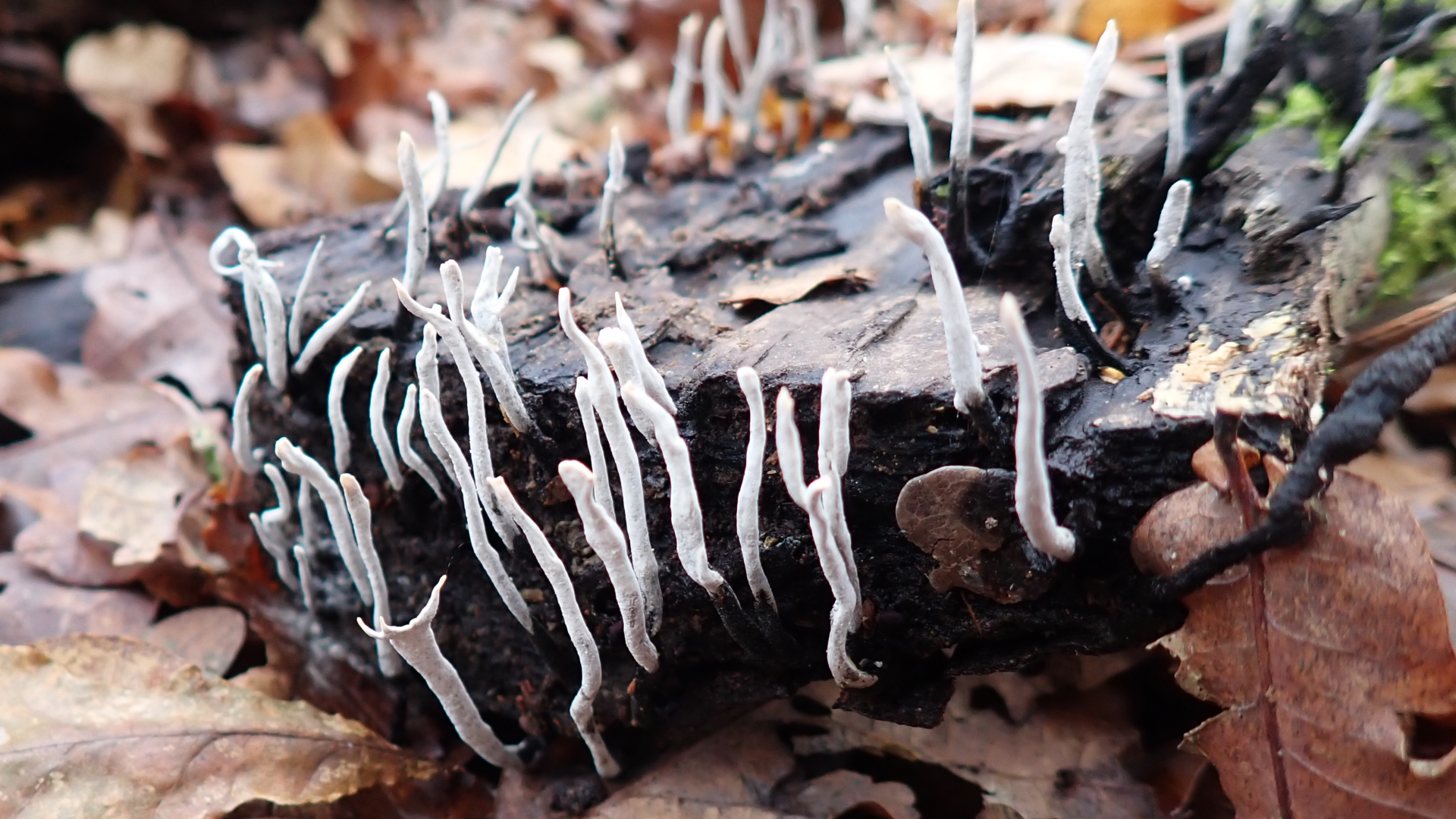 Candlesnuff
Xylaria hypoxylon