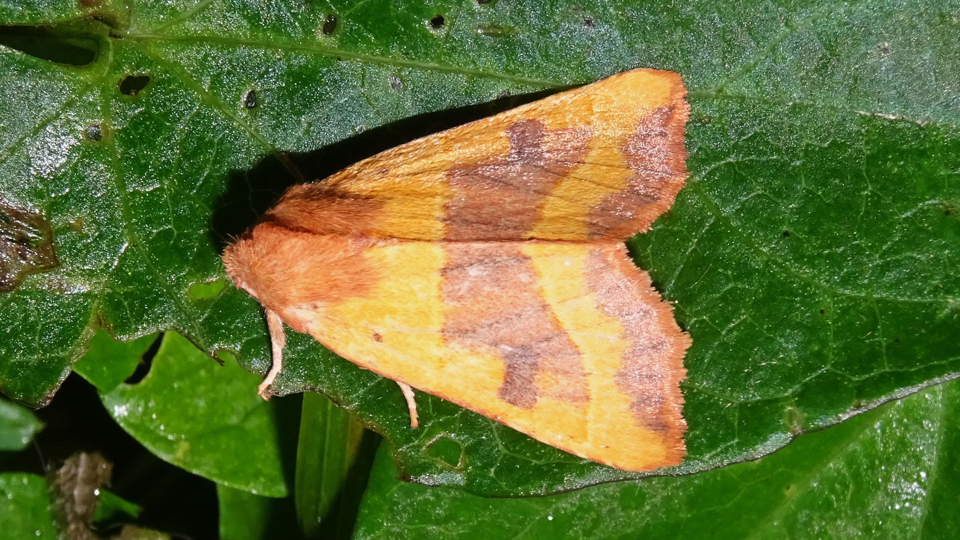 Centre-barred Sallow
Atethmia centrago