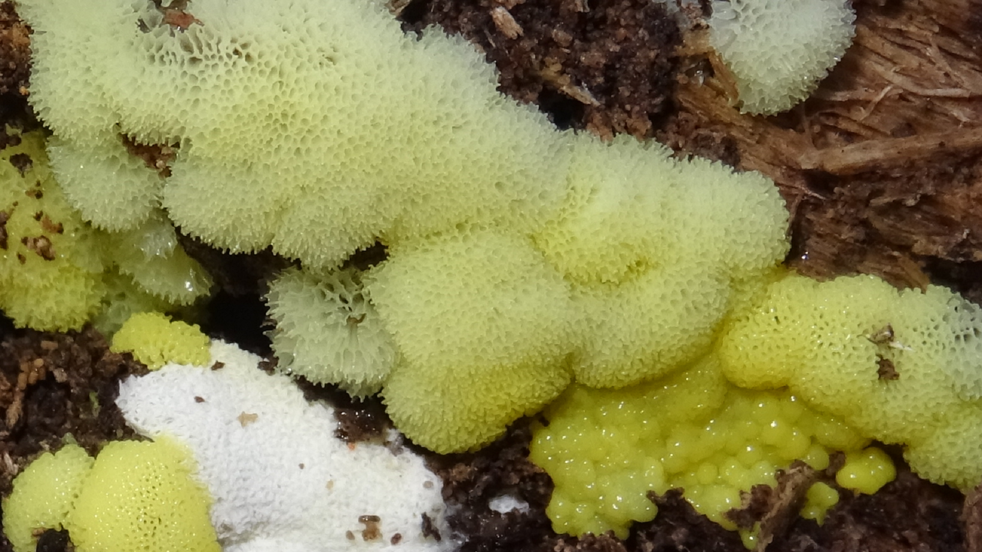 Ceratiomyxa porioides