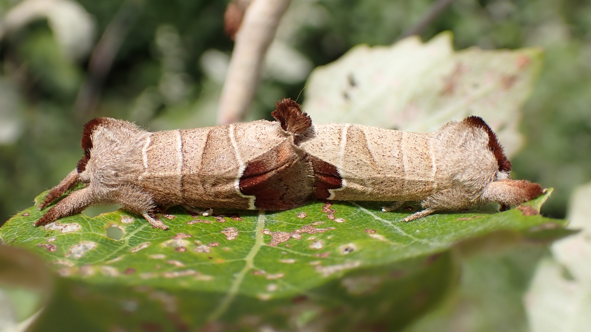 Chocolate-tip
Clostera curtula