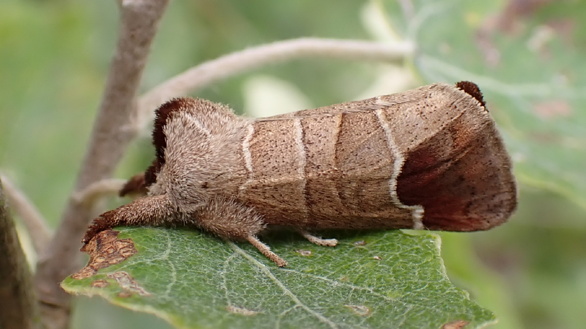 Chocolate-tip
Clostera curtula