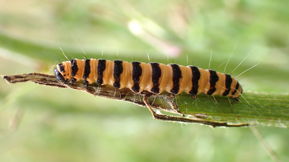 Cinnabar Moth
