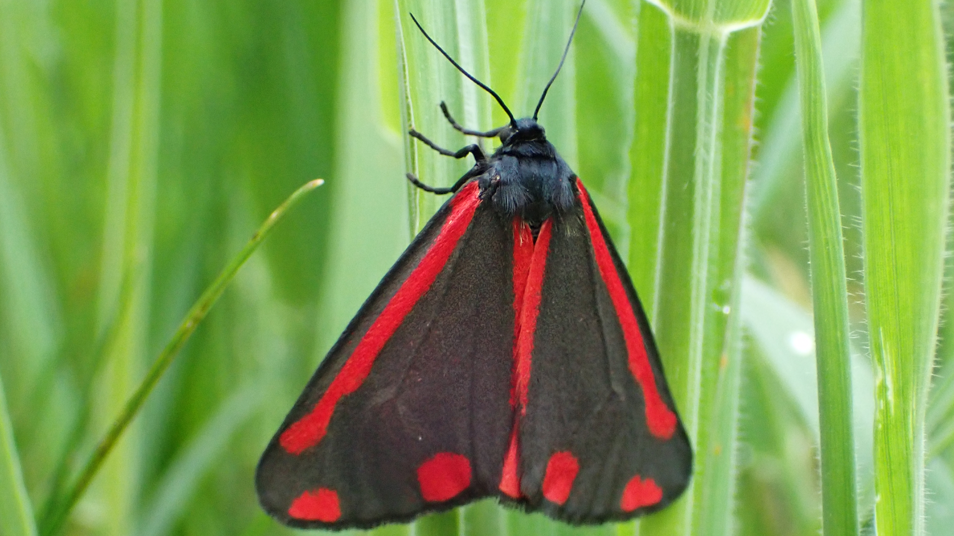 Cinnabar