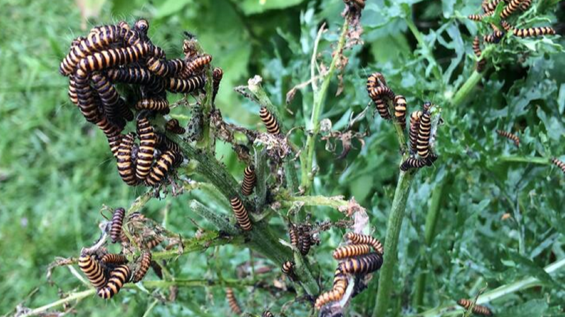 Cinnabar larvae