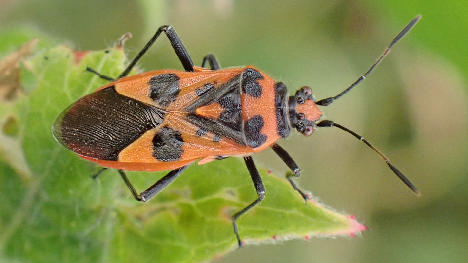 Cinnamon Bug
Corizus hyoscyami 