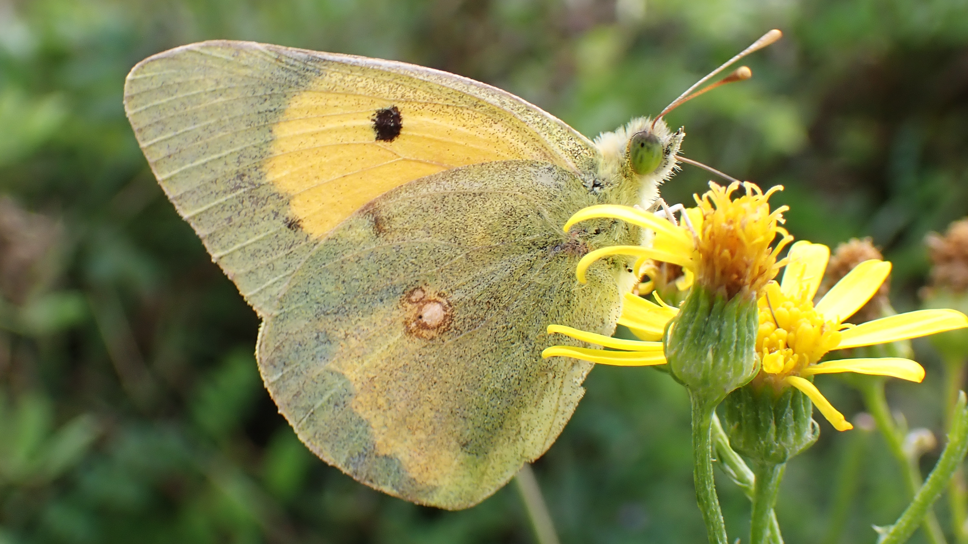 Clouded Yellow
Colias croceus