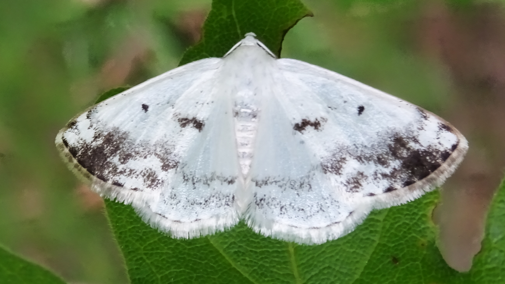 Clouded Silver