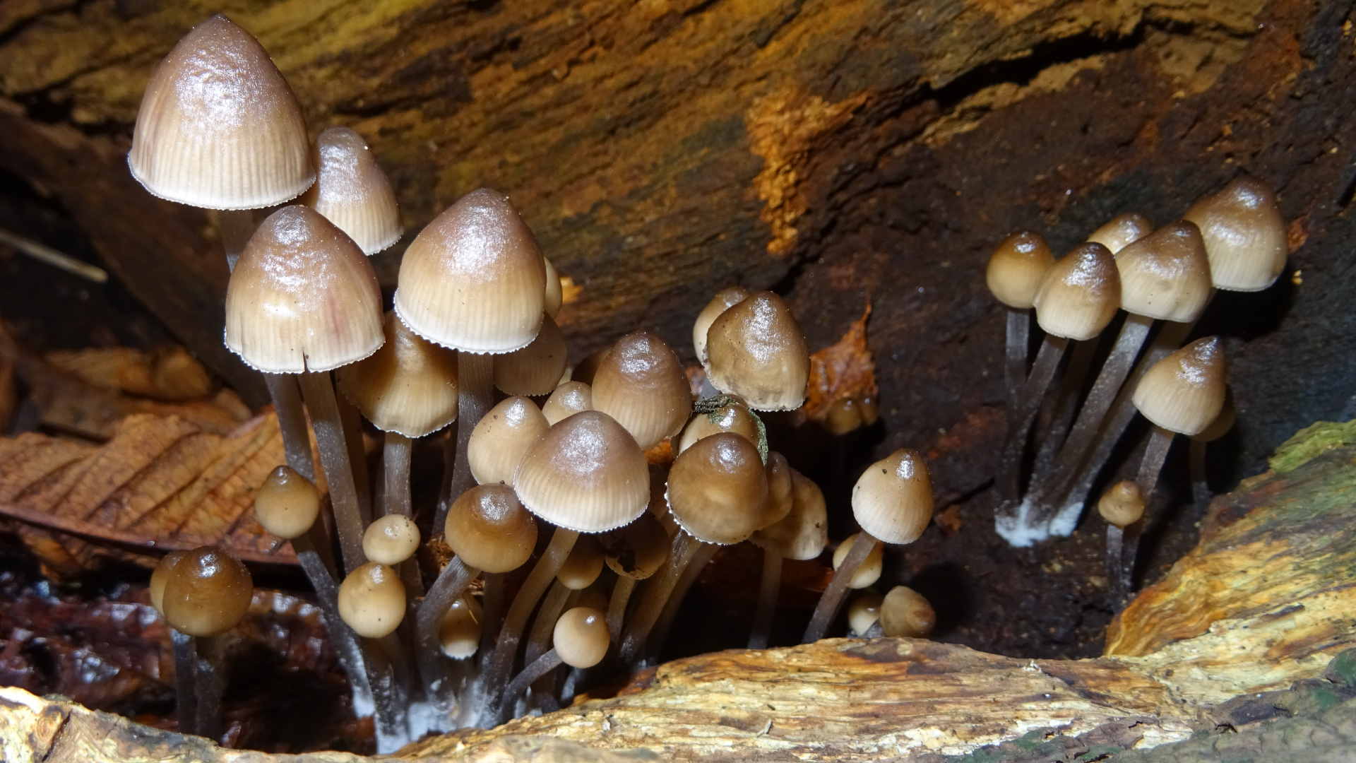 Clustered Bonnets
Mycena inclinata