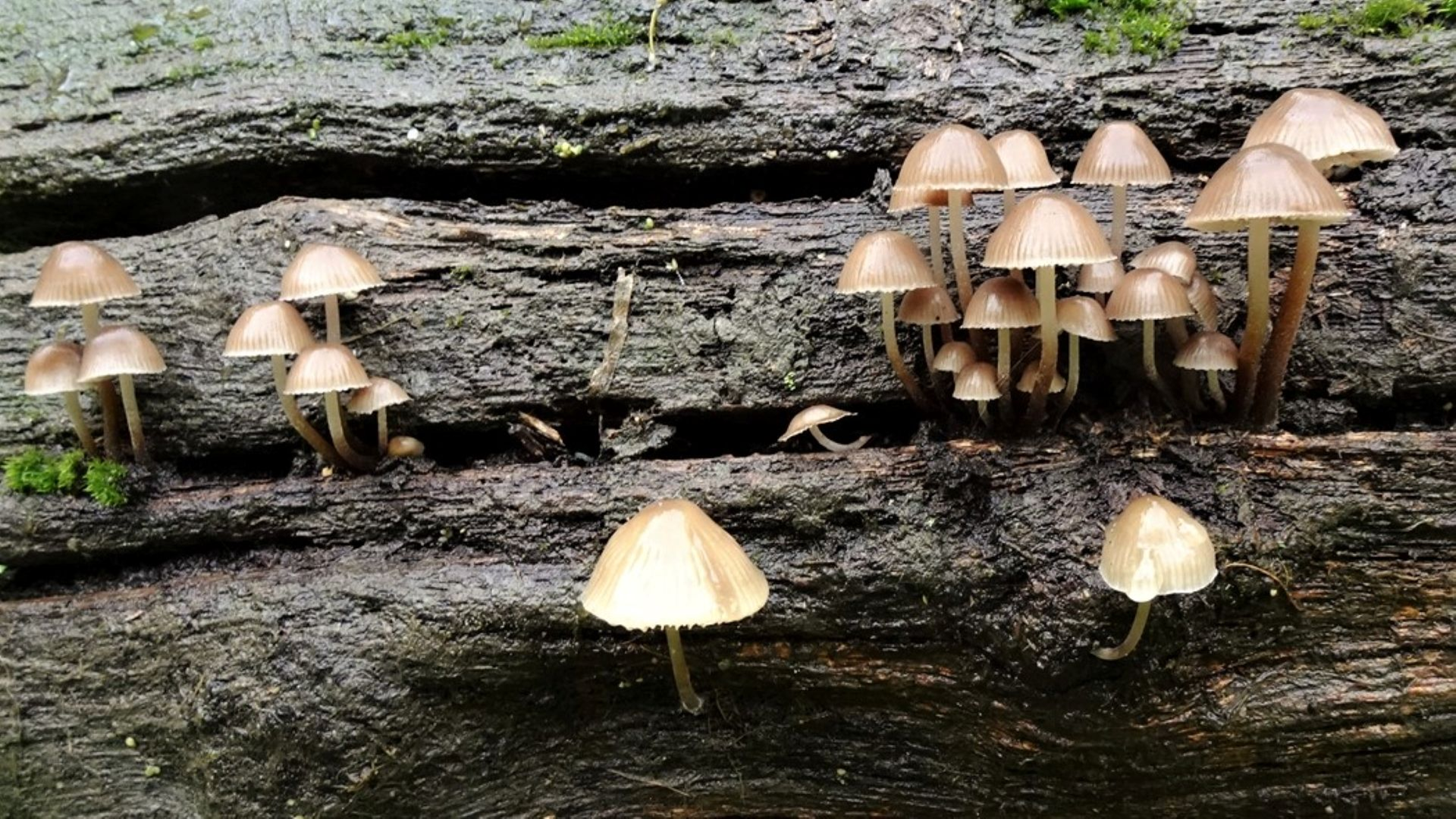 Clustered Bonnet
Mycena inclinata