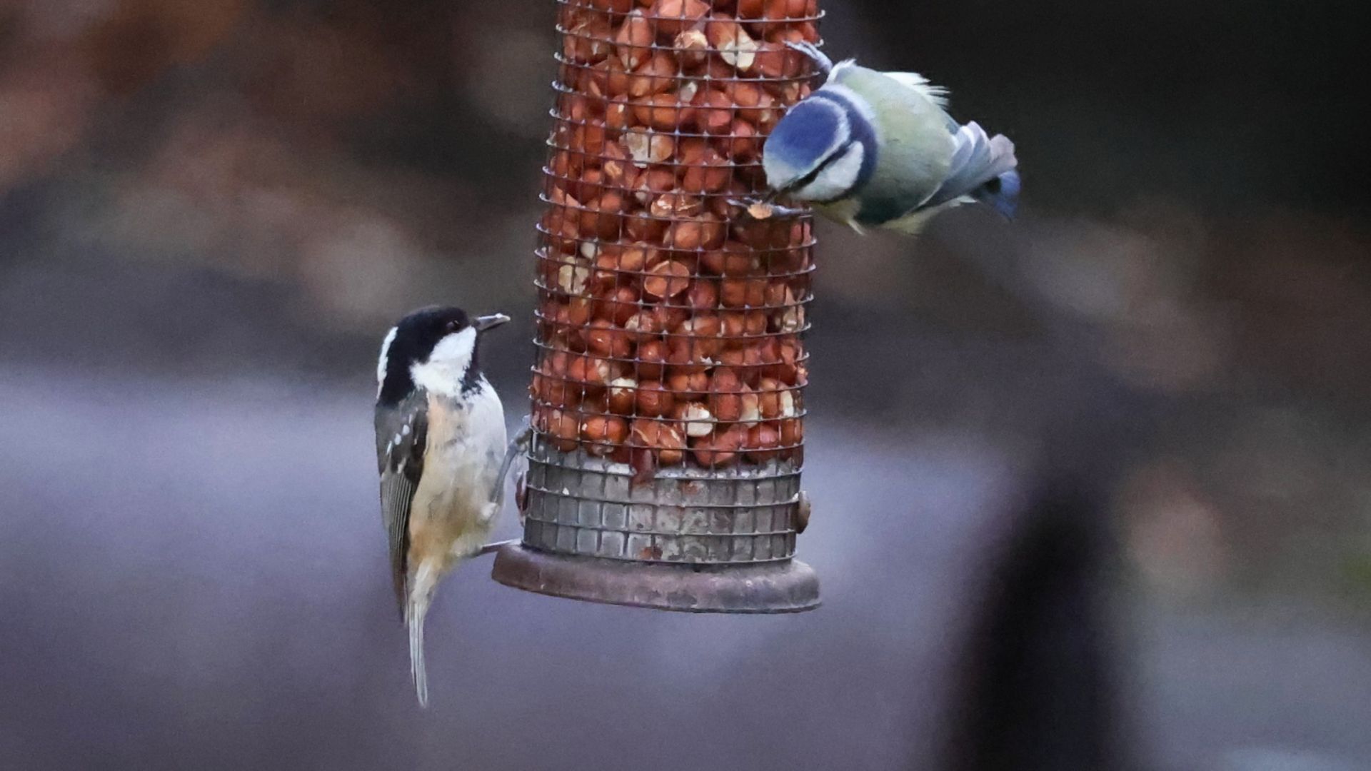 Coal Tit / Blue Tit
Periparus ater / Cyanistes caeruleus