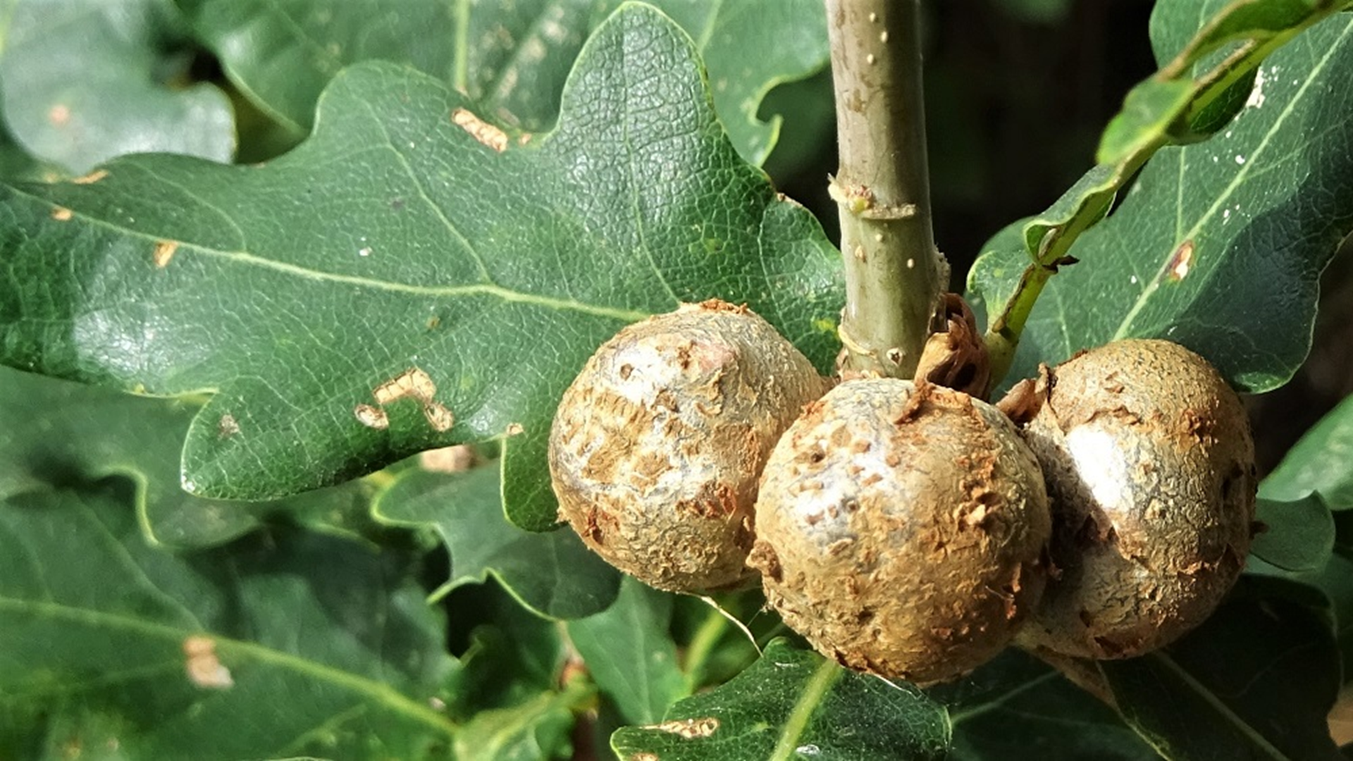 Cola-nut Galls
Andricus lignicolus