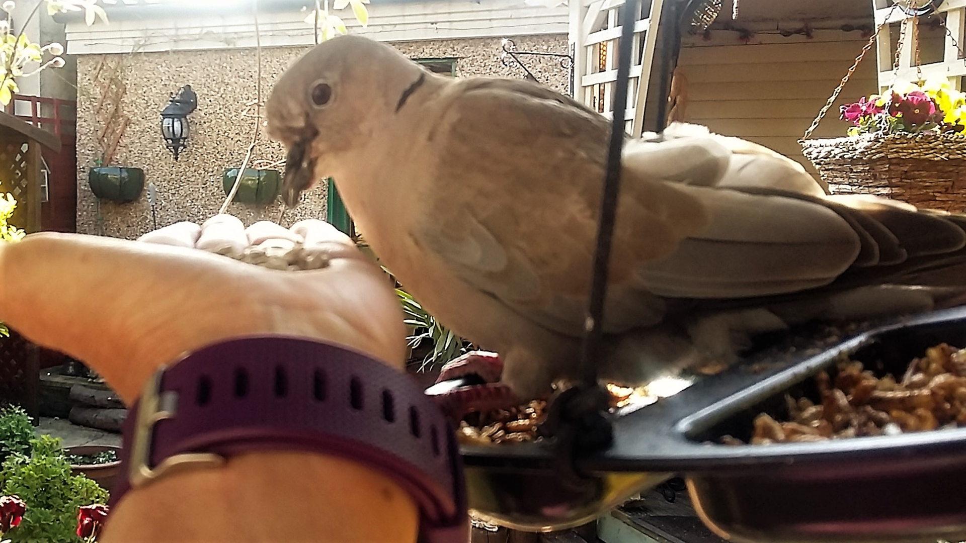 Collared Dove
Streptopelia decaocto