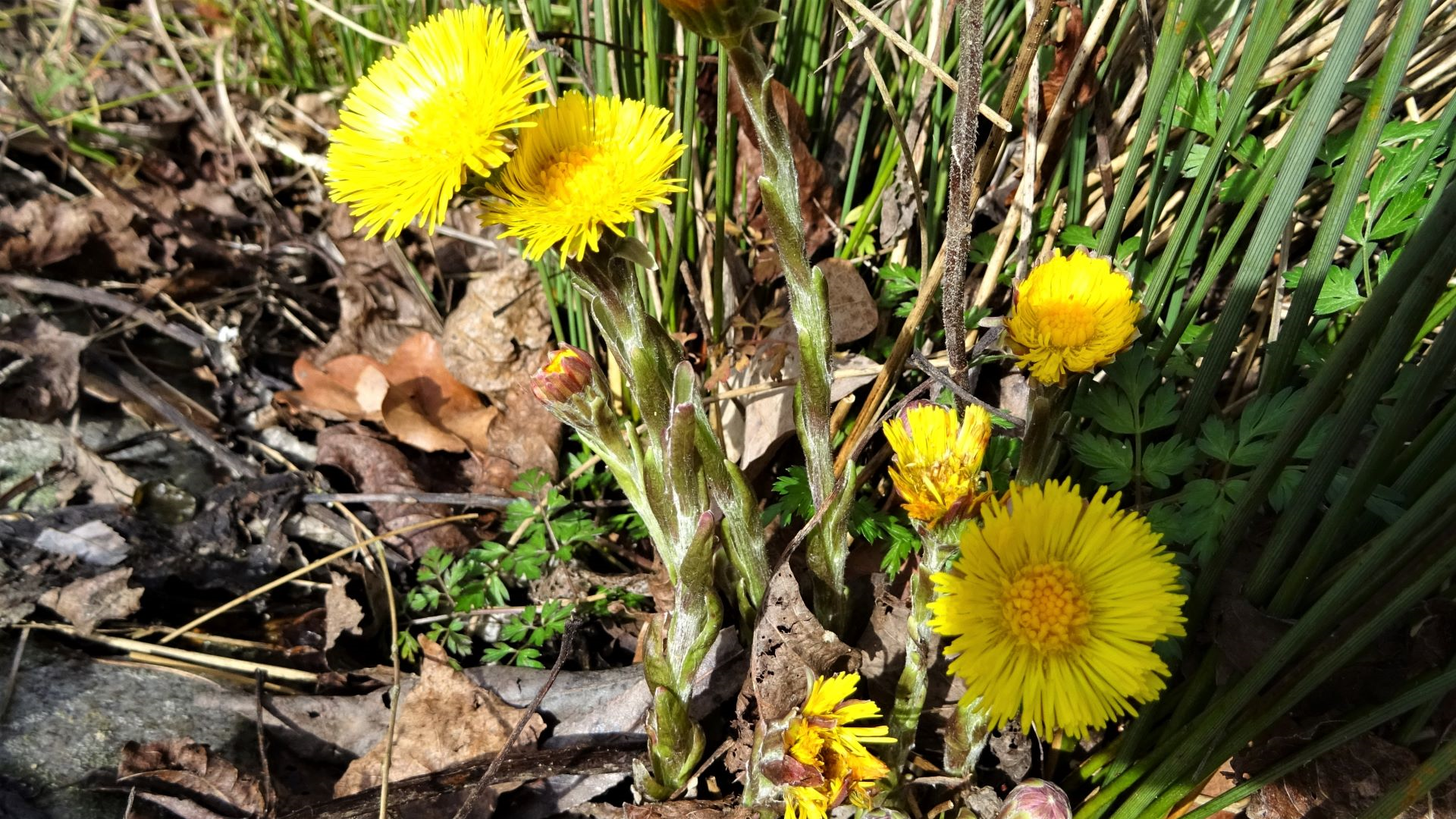 Coltsfoot