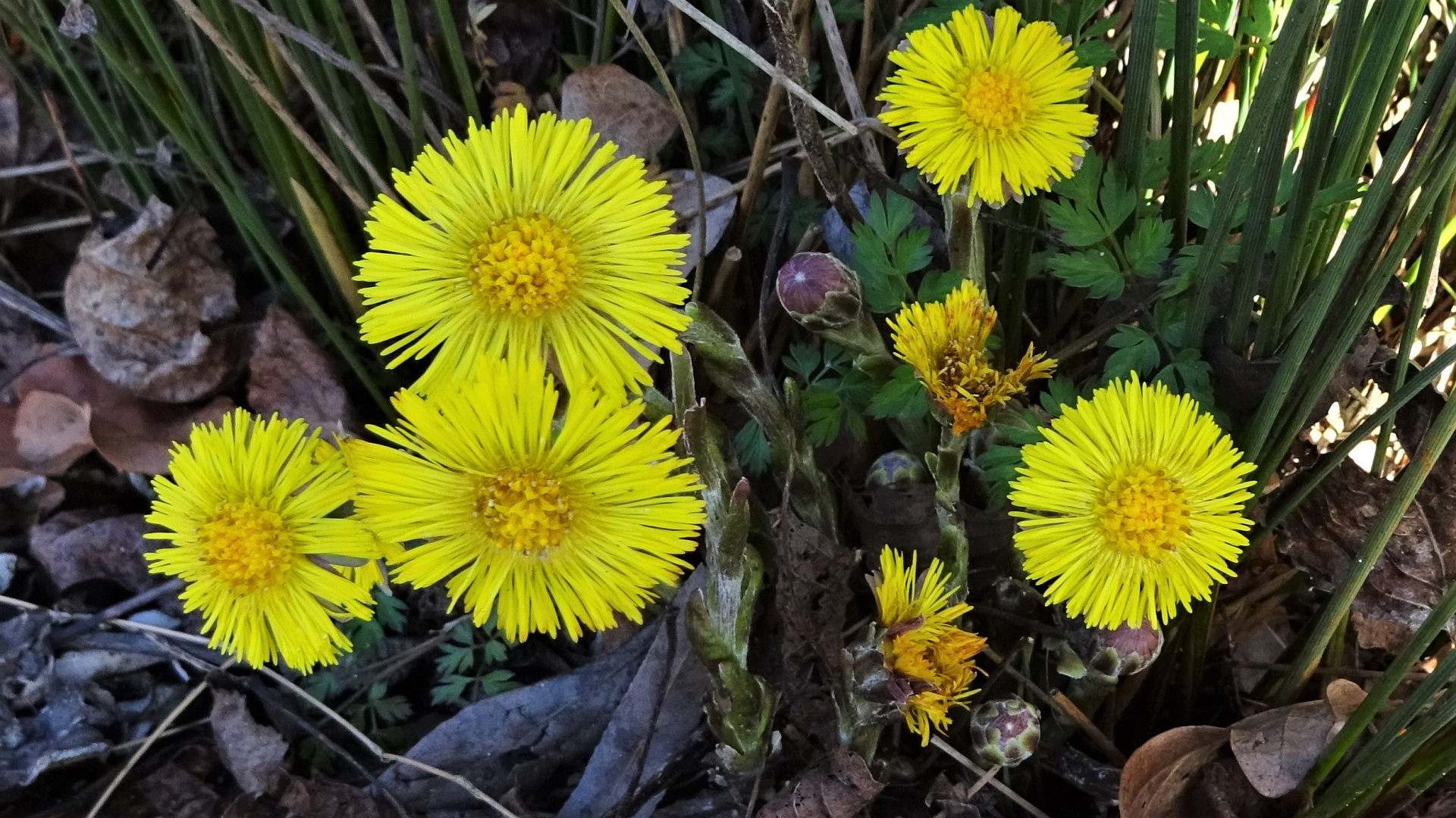 coltsfoot