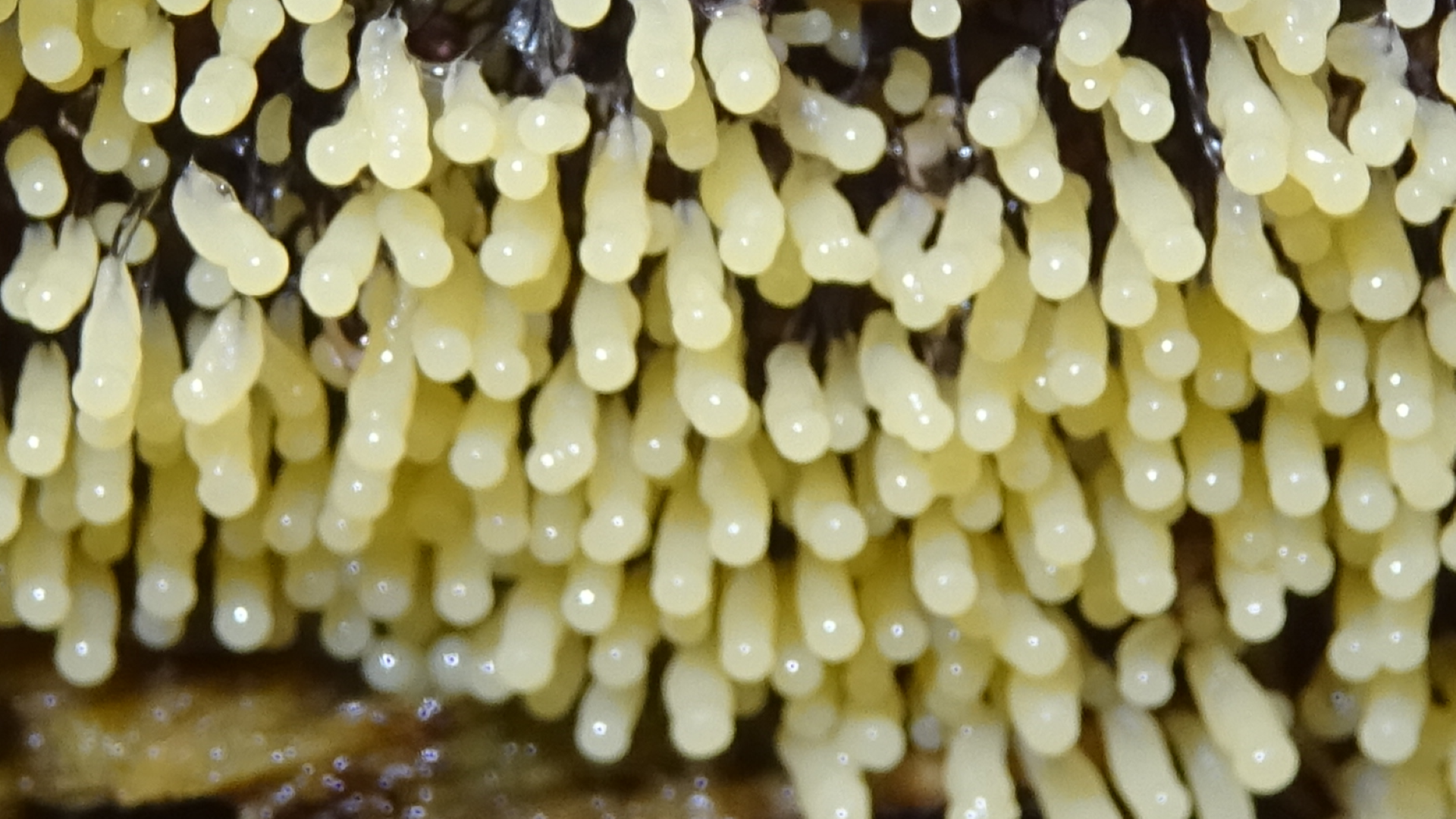 Slime Mould
Comatrichia nigra