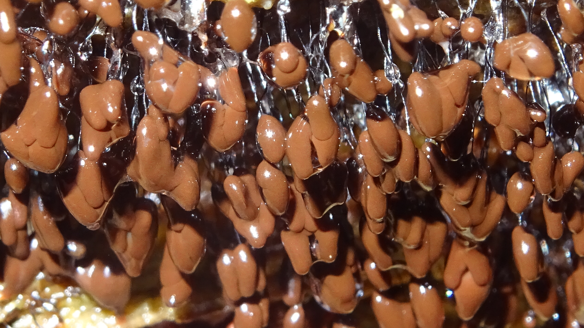 Slime Mould
Comatrichia nigra