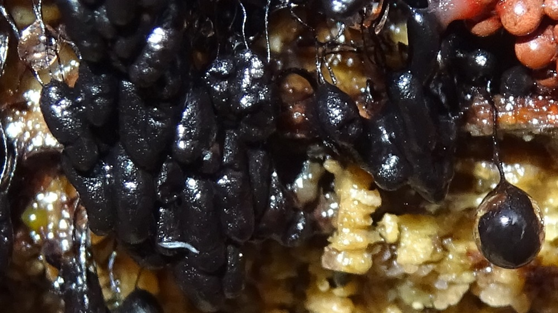 Slime Mould
Comatrichia nigra