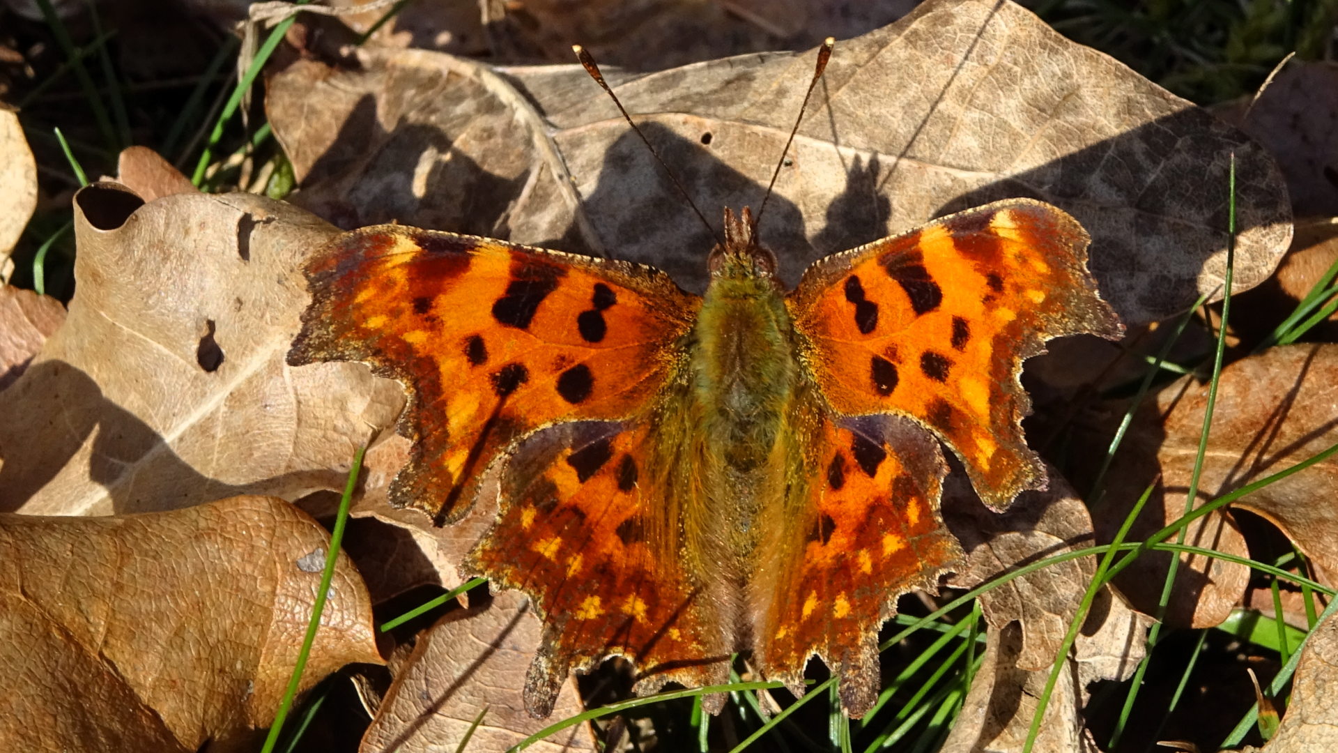 Comma