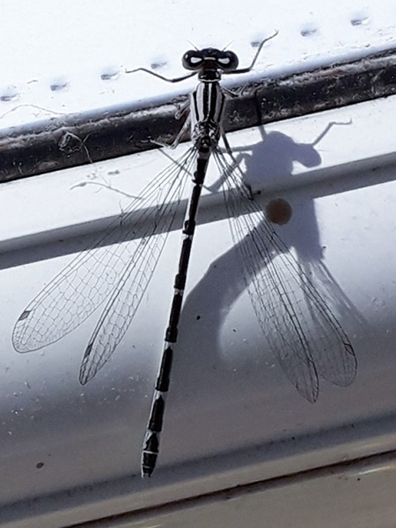 Common Blue Damselfly 
Enallagma cyathigerum