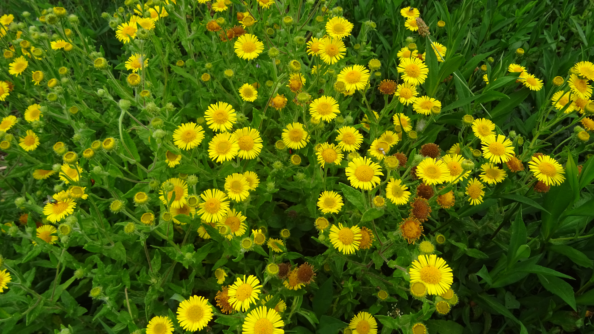Common Fleabane
Pulicaria dysenterica