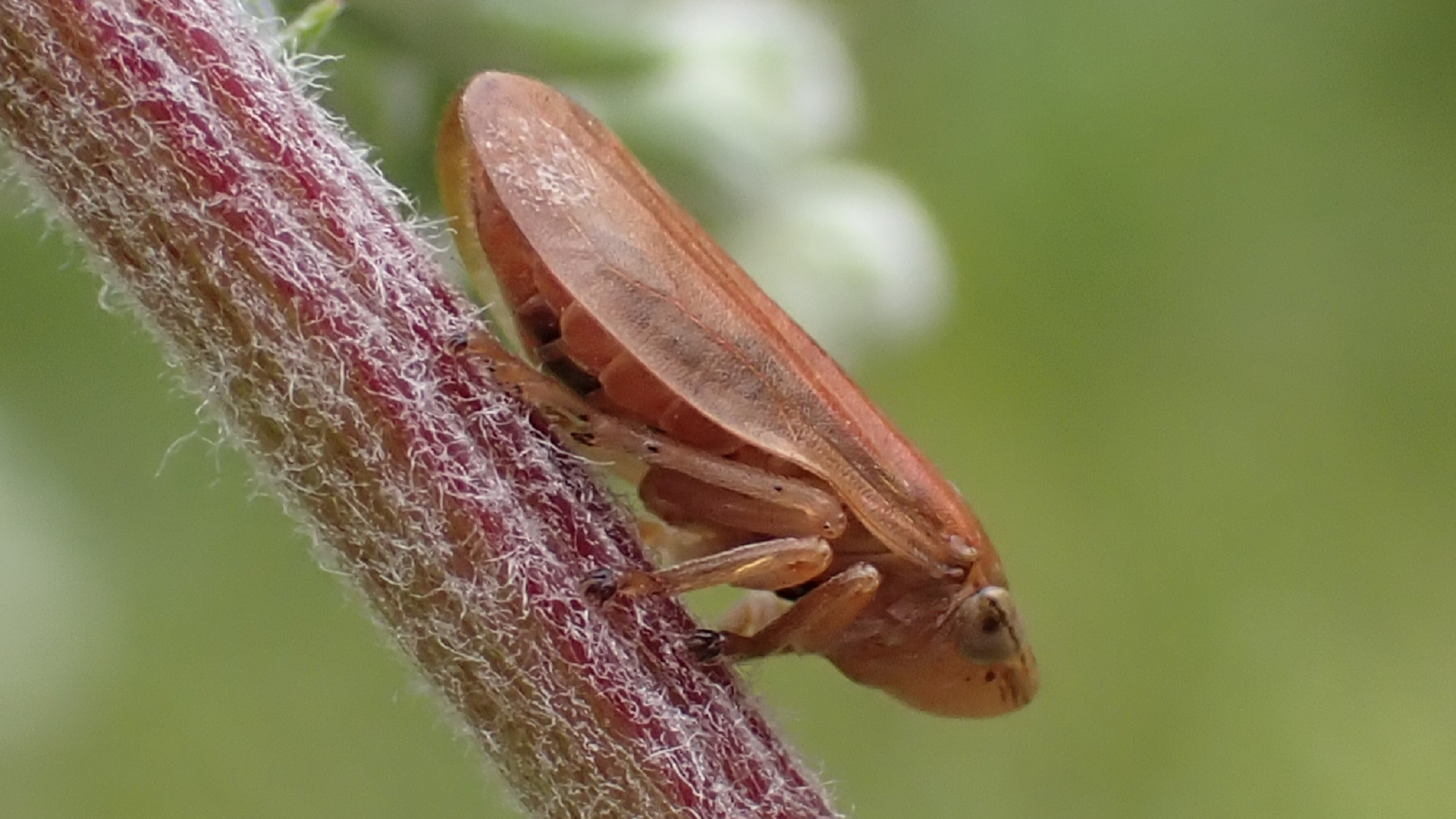 Common Froghopper