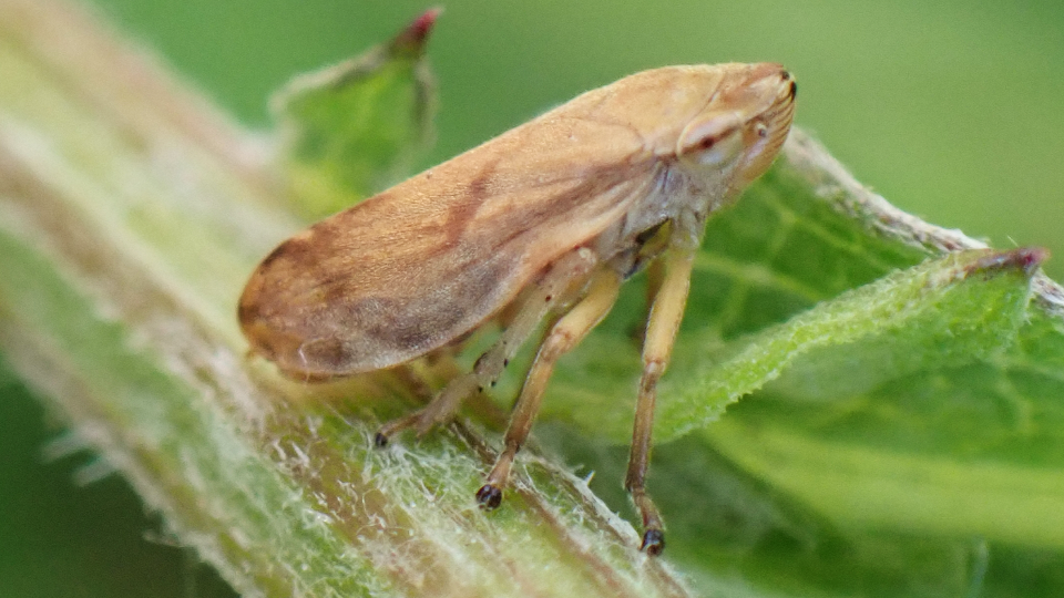 Common Froghopper
Philaenus spumarius
