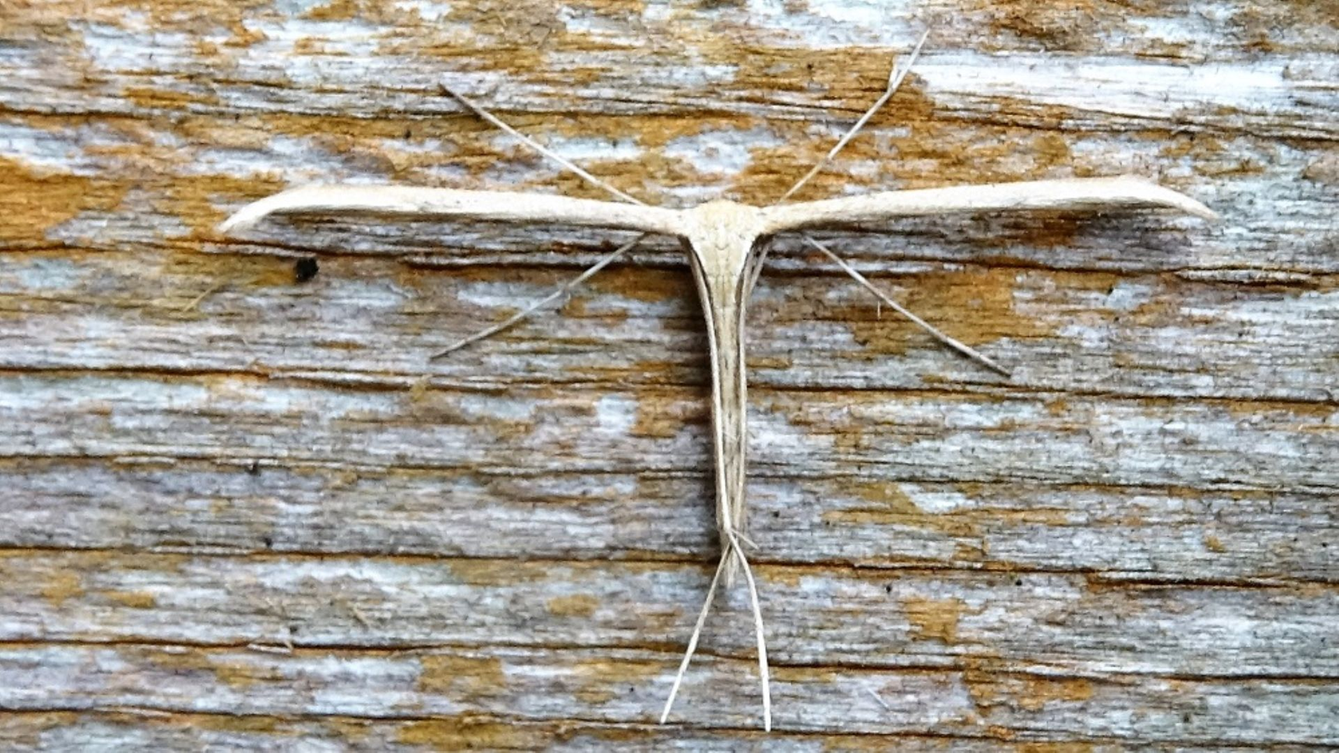 Common Plume
Emmelina monodactyla