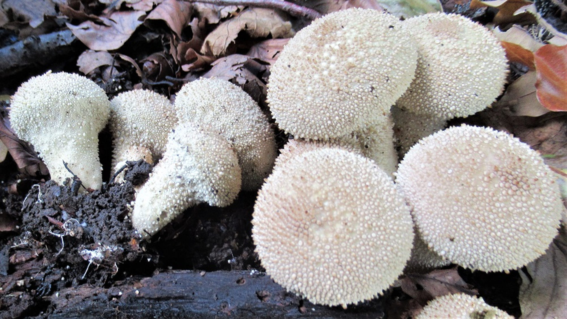 Common Puffball
Lycoperdon perlatum