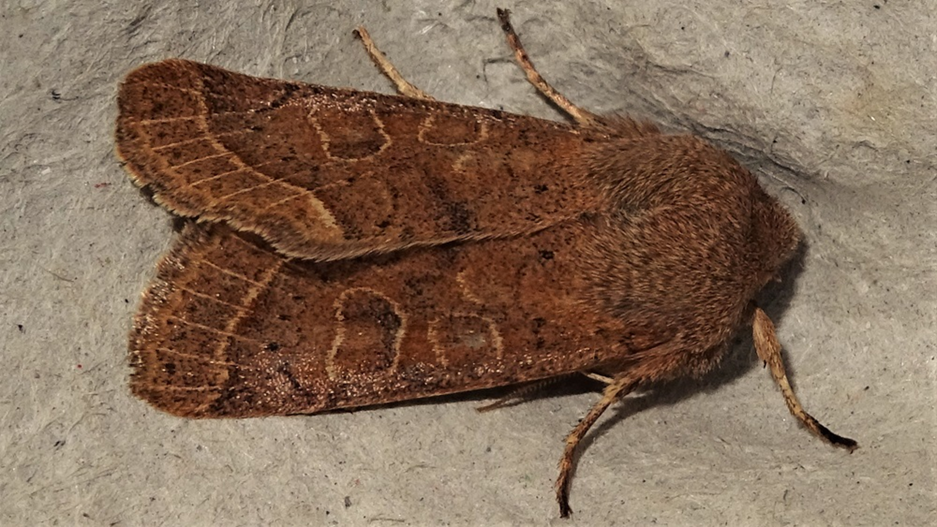 Common Quaker
Orthosia cerasi