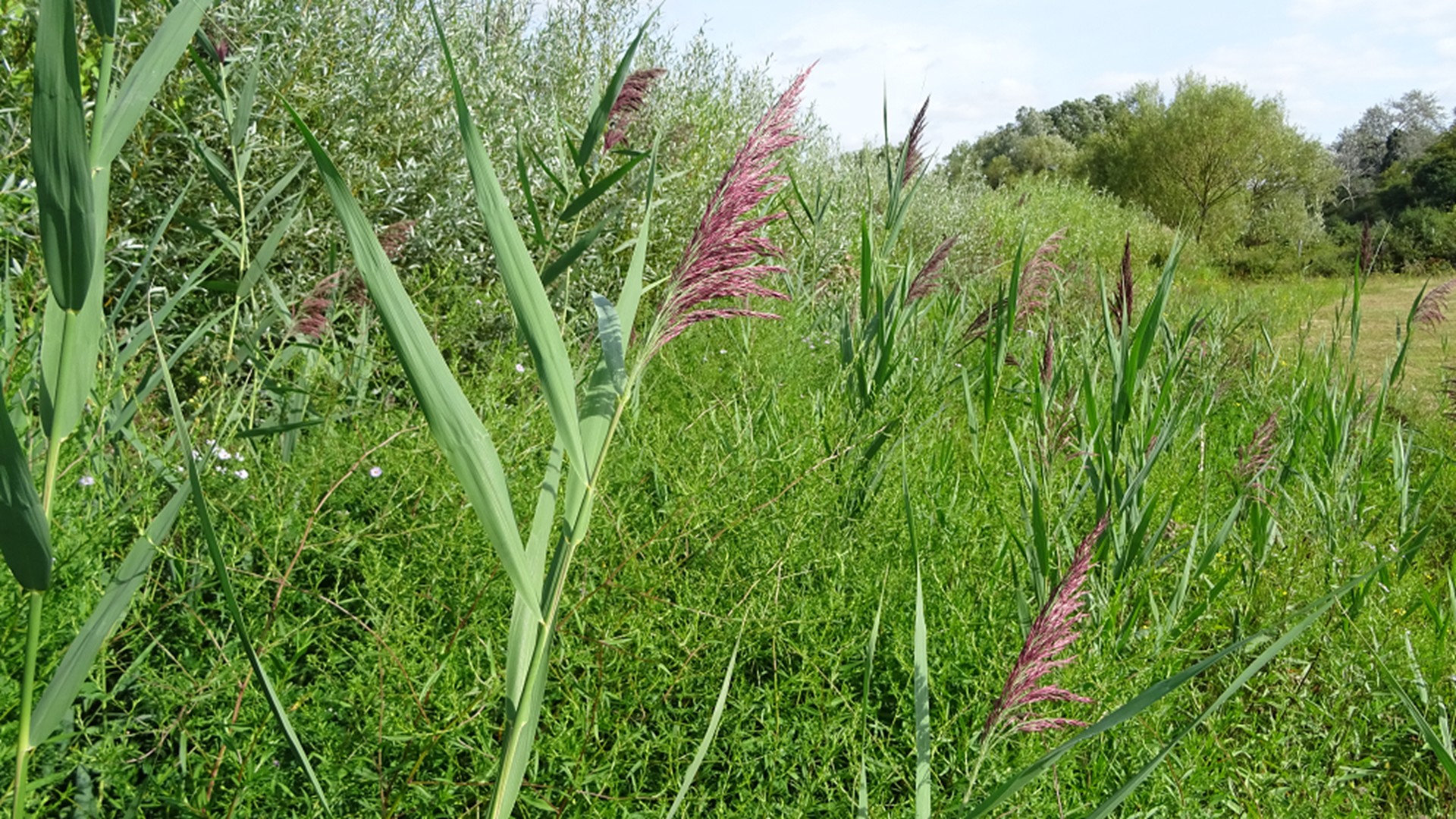 Common Reed
Phragmites australis