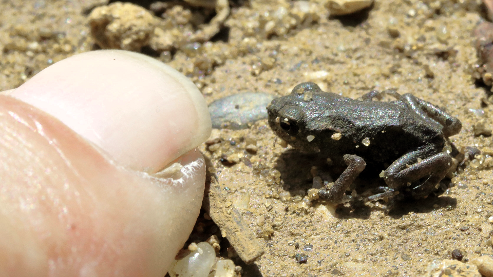 Common Toad
Bufo bufo