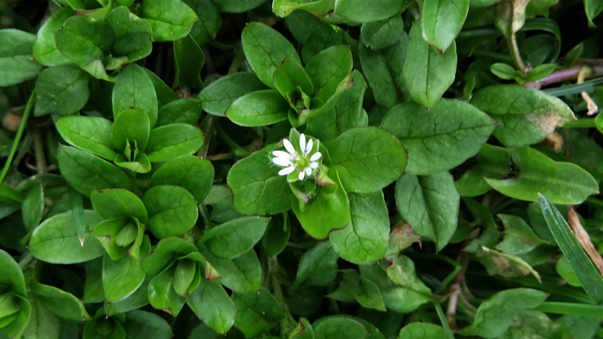 Common Chickweed 