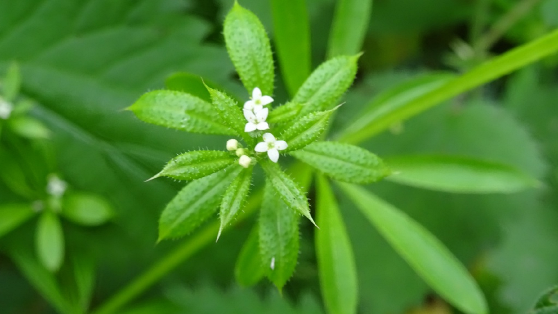 Common Cleavers