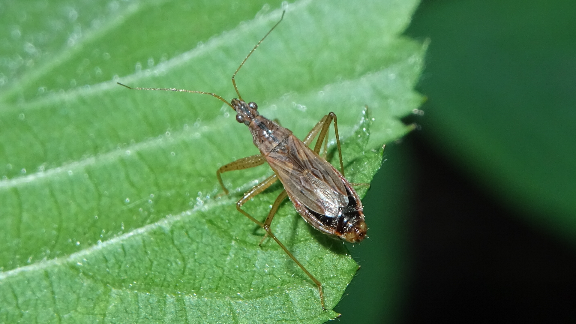 Common Damsel Bug