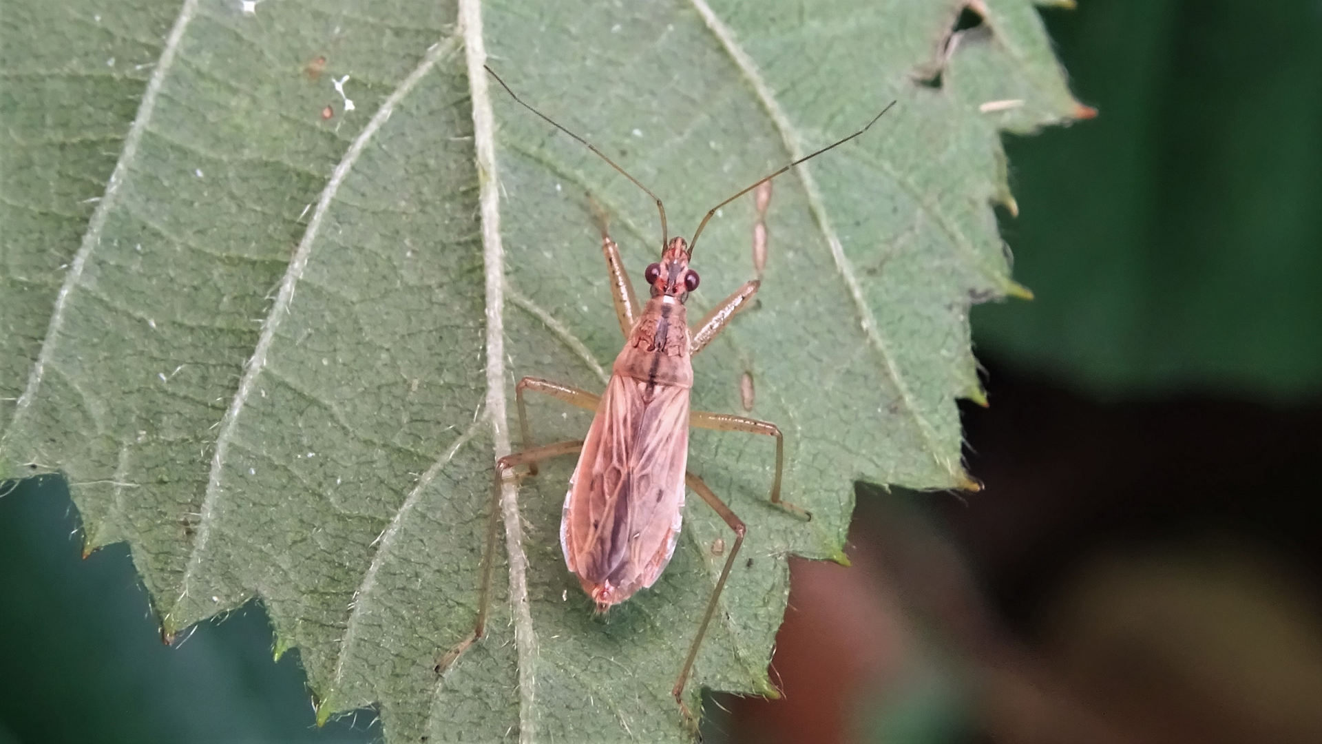 Common Damsel Bug