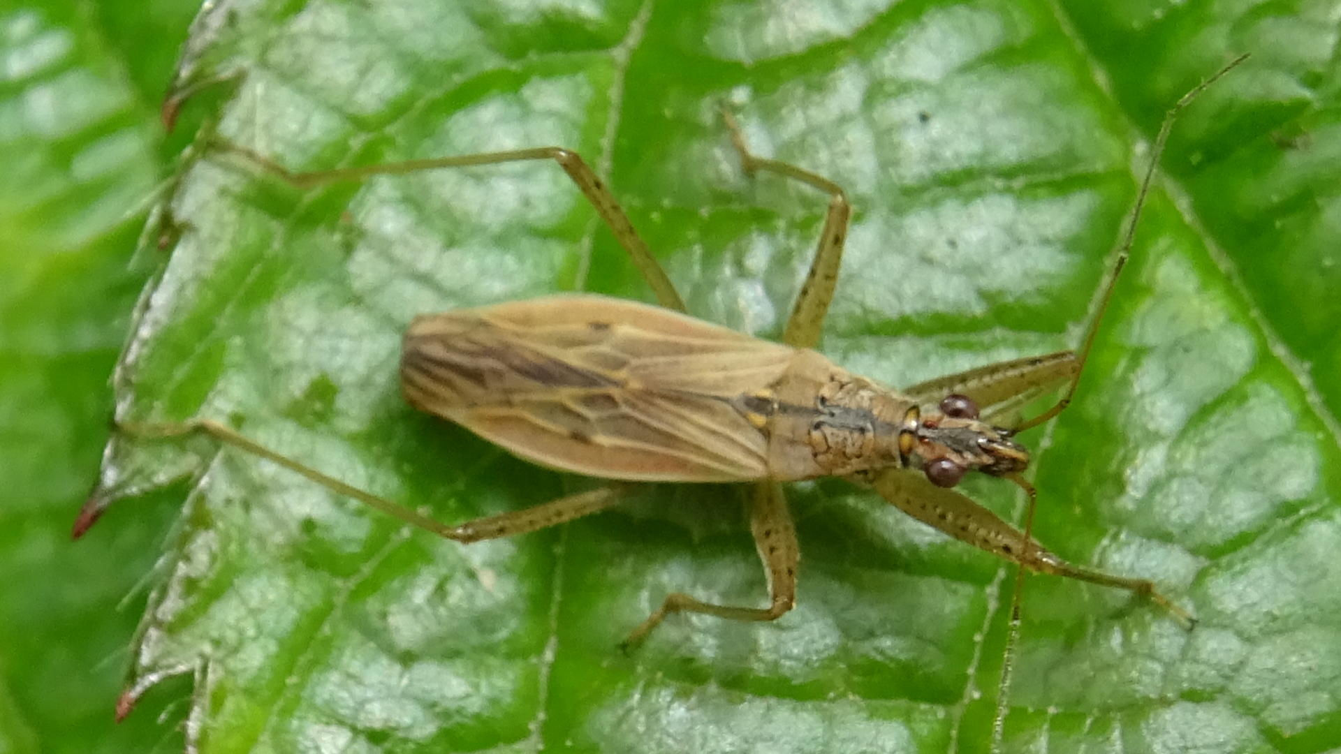 Common Damsel Bug