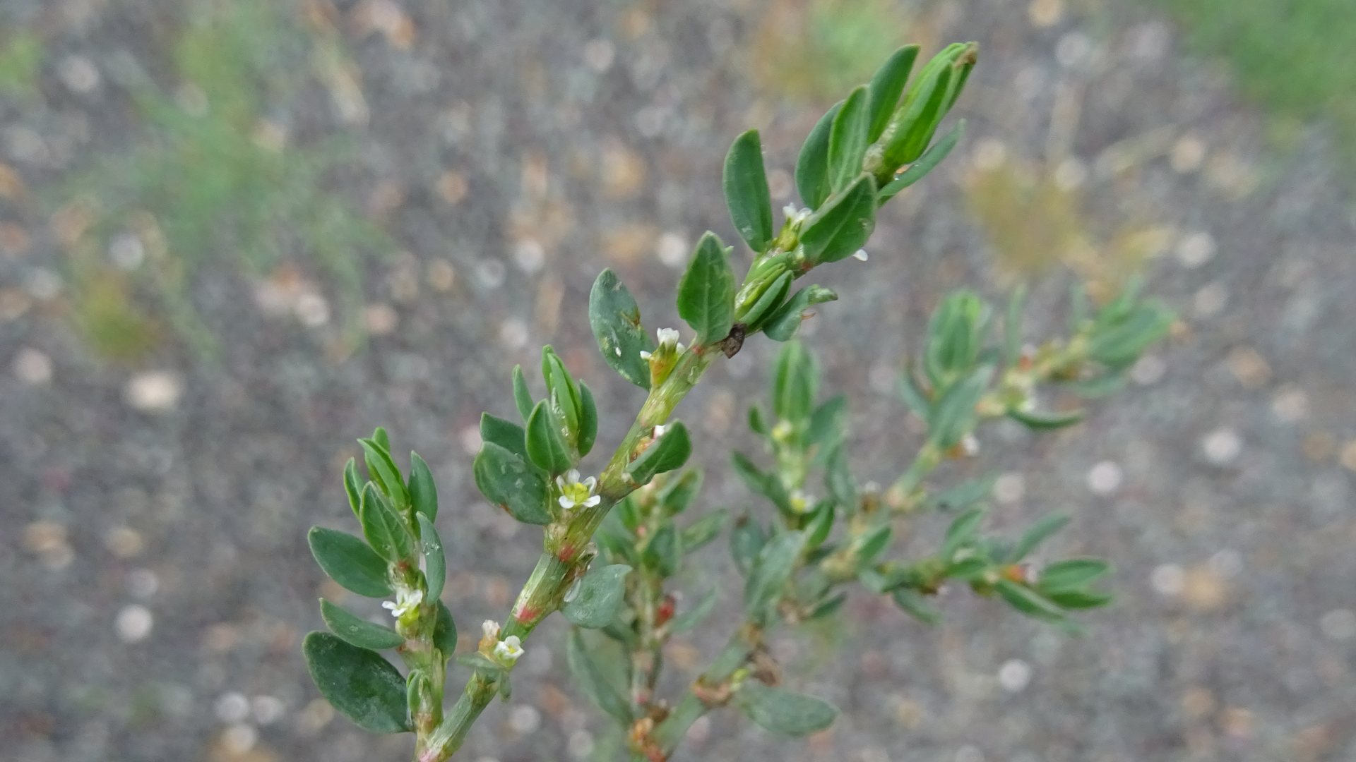 Common Knotgrass