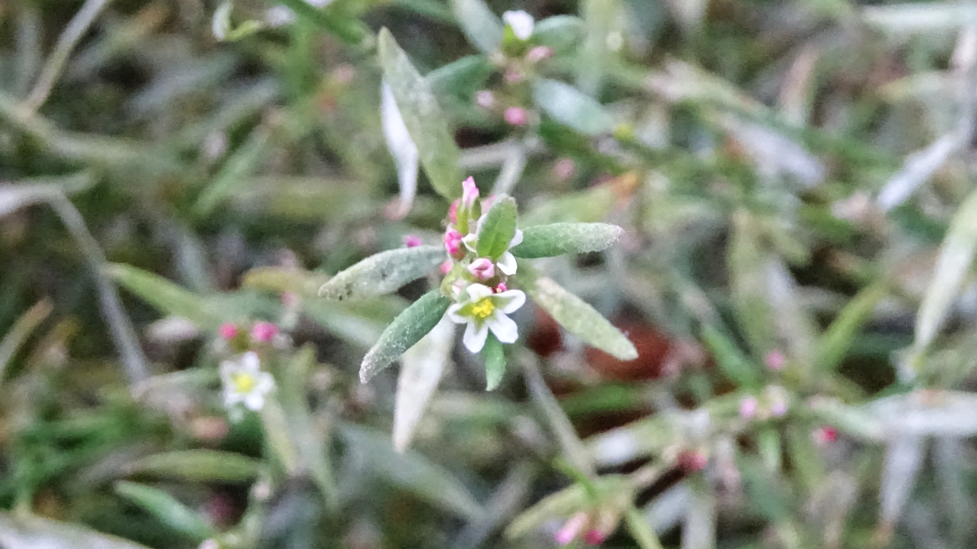 Common Knotgrass 