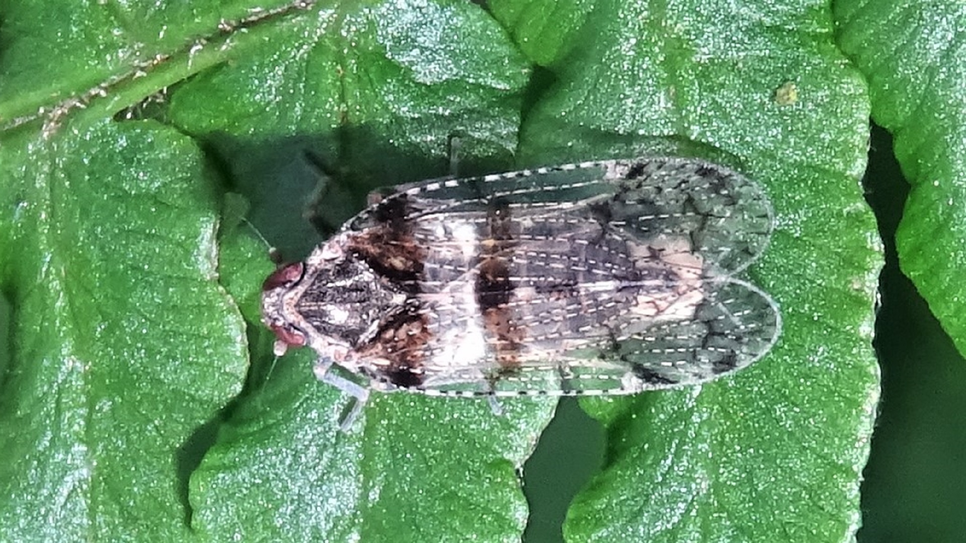 Common Lacehopper 