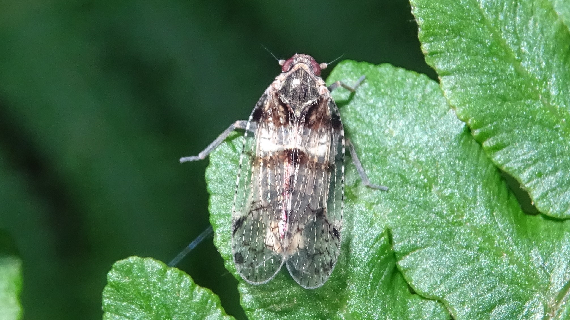 Common Lacehopper 