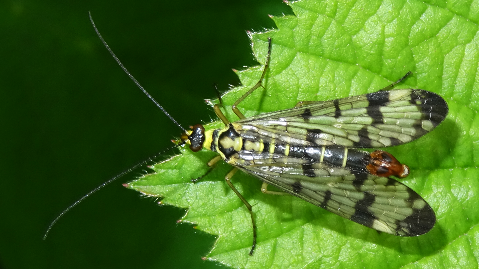 Scorpionfly