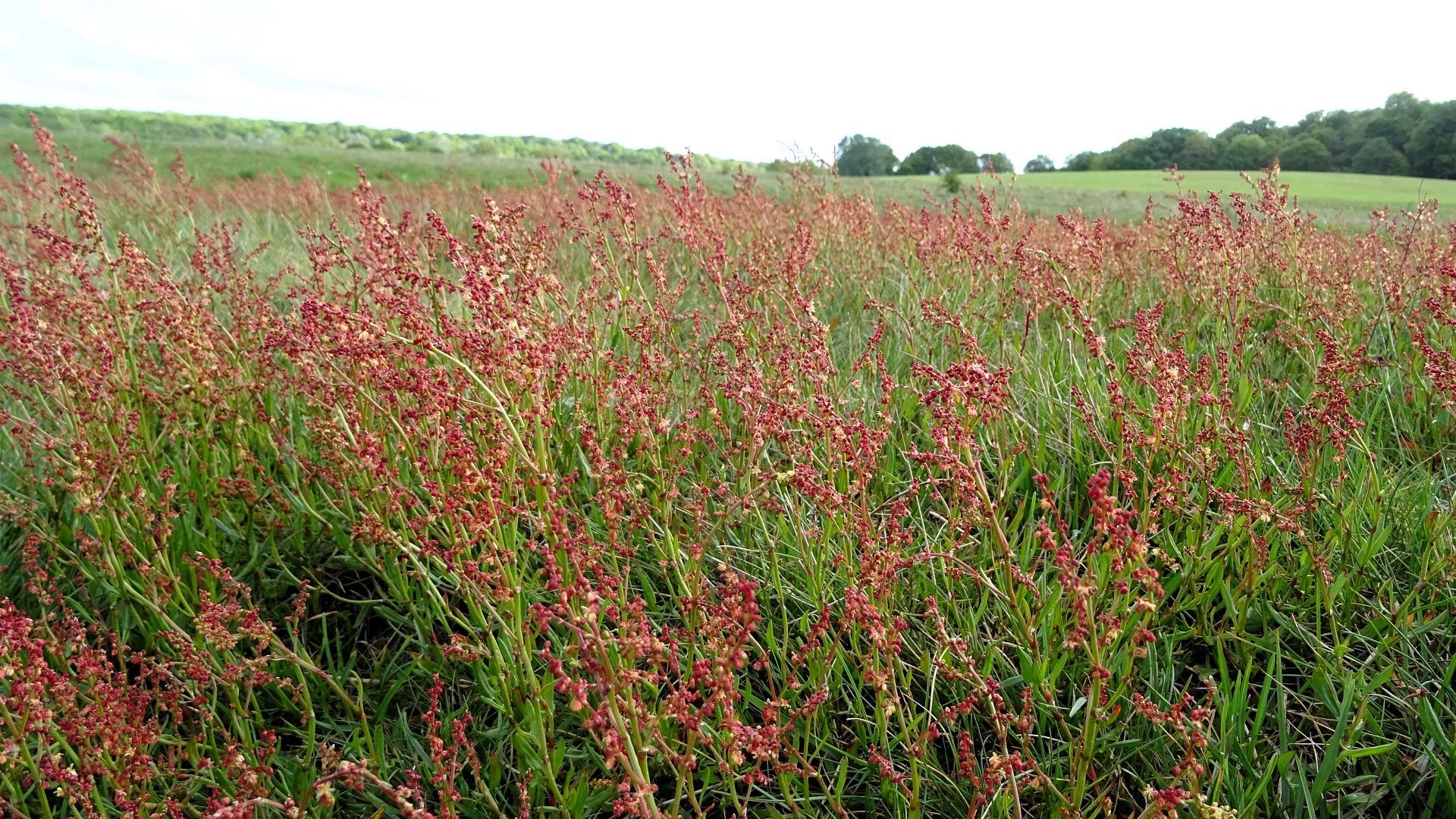 Common Sorrel