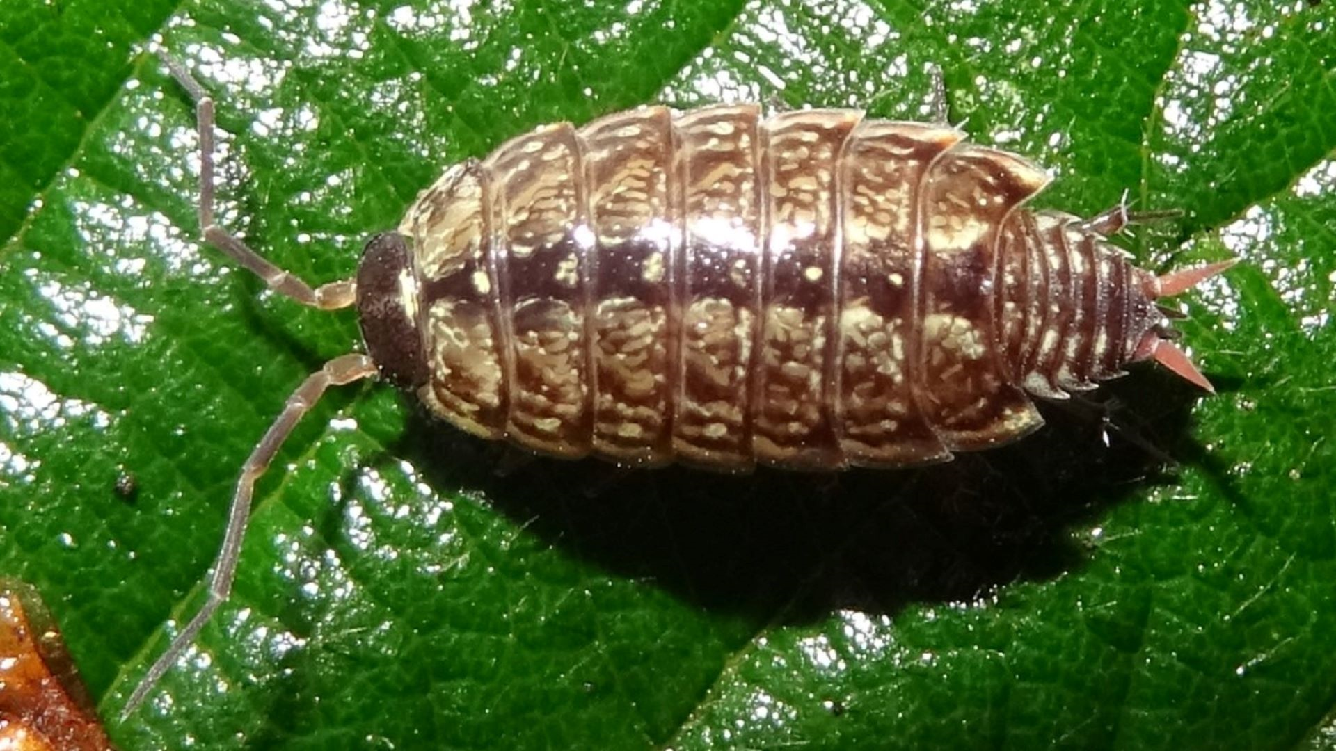 Common Striped Woodlouse 